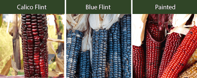 calico flint corn blue flint corn painted mountain corn varieties